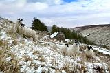 glenaan sheep 2849